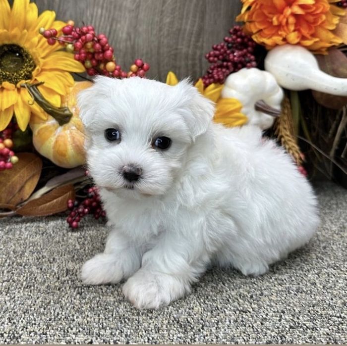 Bichon malez Mini Toy  Eleganță
