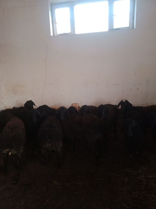 Кой Кошкар сатылады