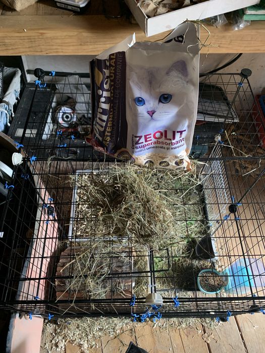 Vand iepure coama leu