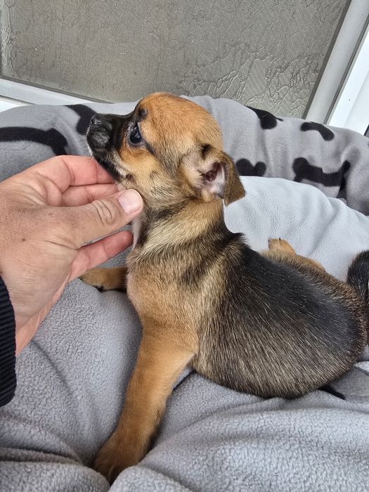 Чихуахуа момиченца