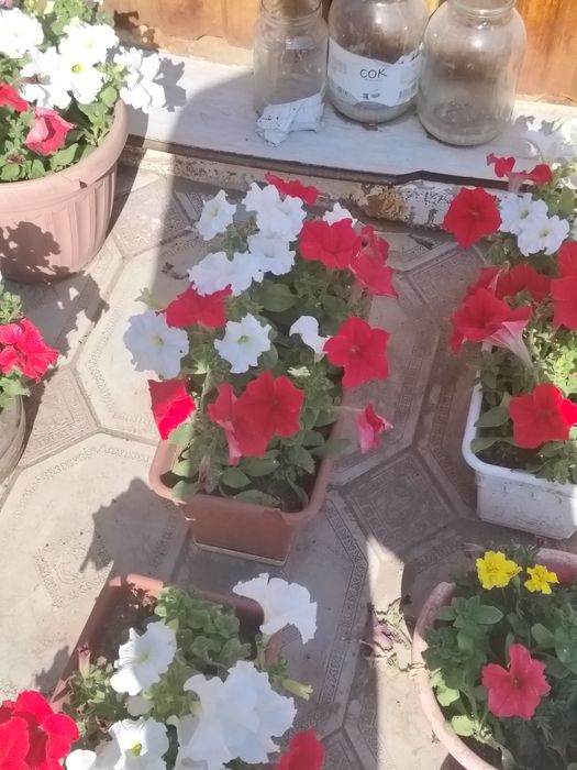 Продам петуньи разного цвета