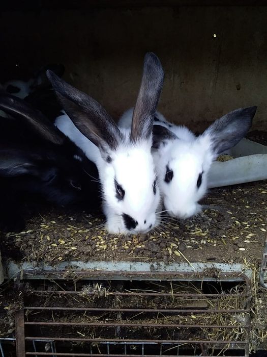 Продам кроликов!