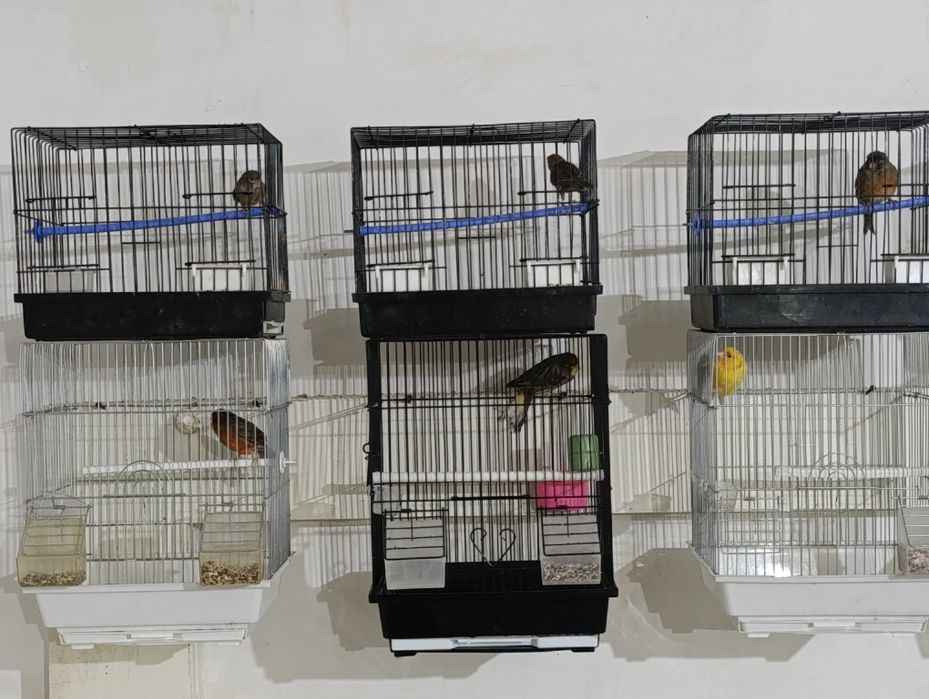 Певчие канарейки