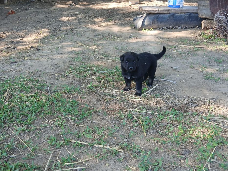 Продам щенят немецкой овчарки