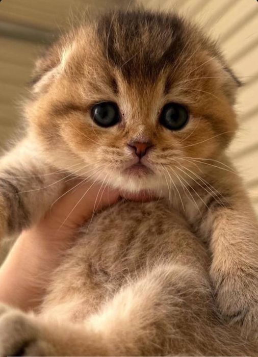 Scottish Fold: og'il bola