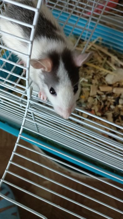 Крыски Дамбо ручные