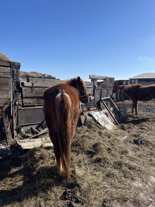 Дөнен 4 шығар мінгі жүрісі жақсы