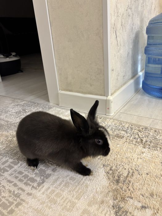 Продам декоративного кролика