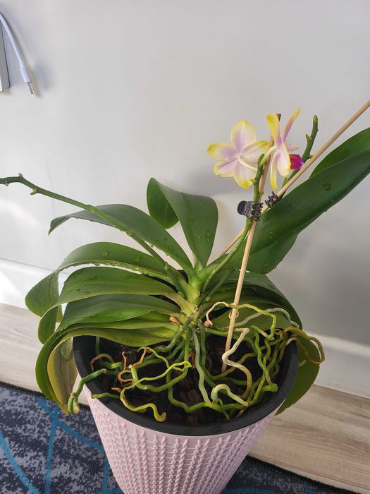 Продам Орхидеи сейчас цветут