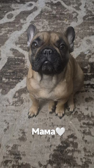 Продам щенков французского бульдога