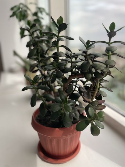 Толстянка -Денежное дерево