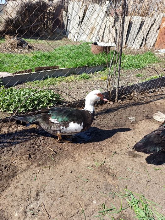 Утки - ШИПУНЫ продам.