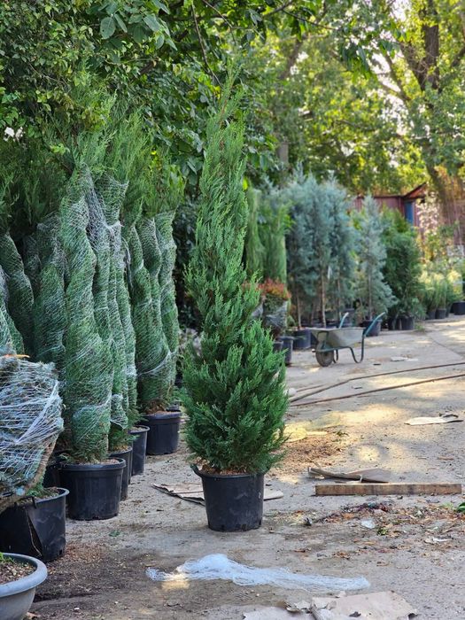 Tuia  , olivi toate plantele ornamentale