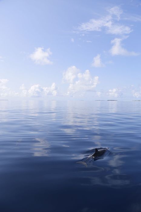 Объектив Canon 24-105