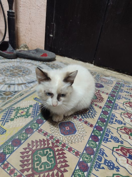 Отдам котят в хорошие руки