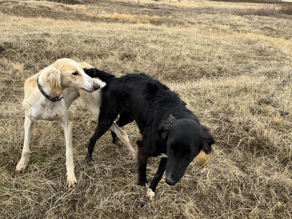 Продам рабочих собак, и щенков