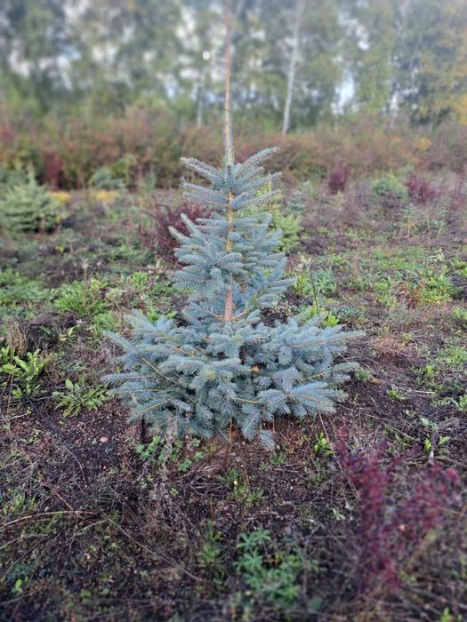 Озеленение участка