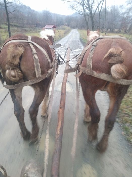 Vând mânz în Cupșeni