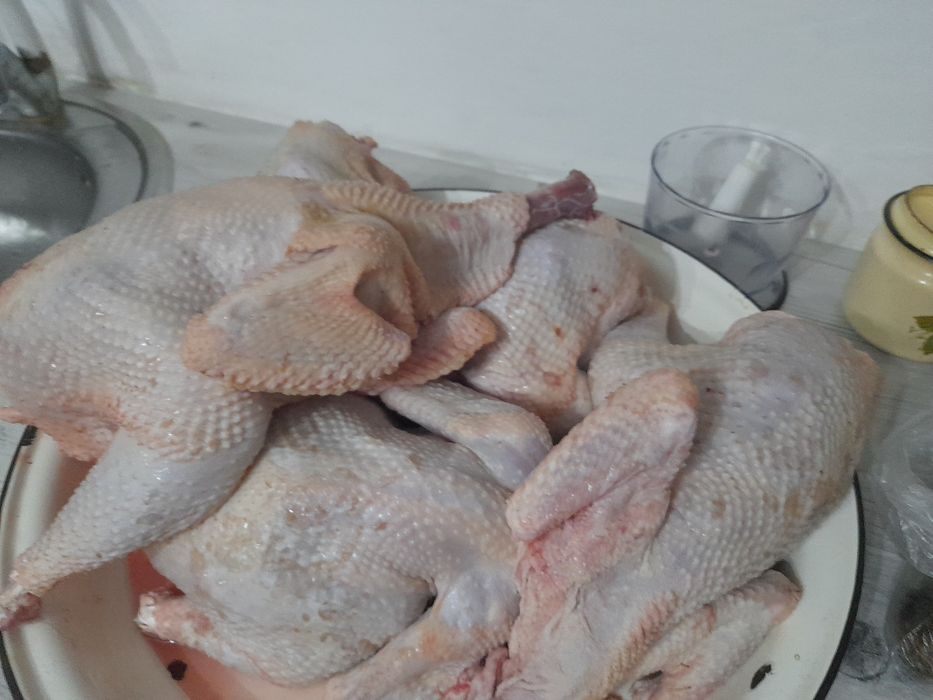 Тушки Домашних кур