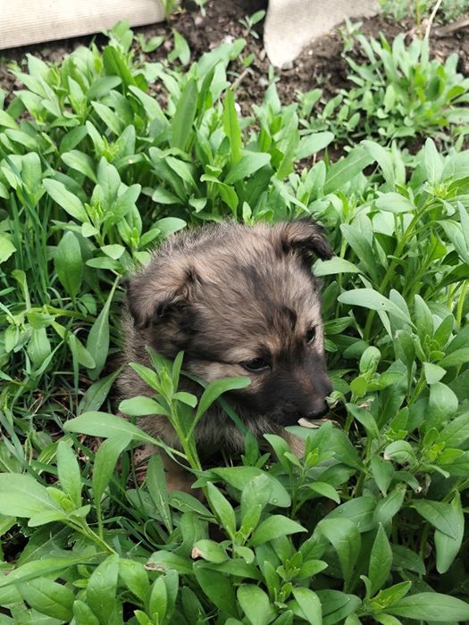 Щенок мальчик пёс собака ищет дом