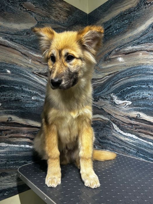 Отдам щенка 4 месяца