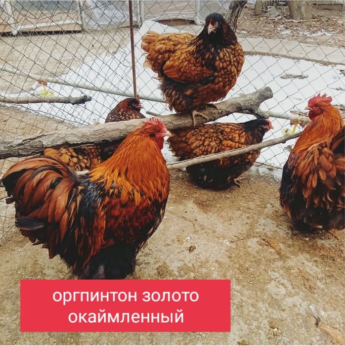 Инкубационные яйца