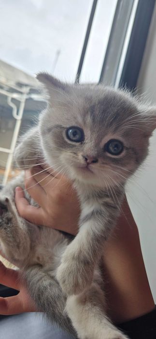 Котята , окрас голубое золото шиншила, серебристая шиншила