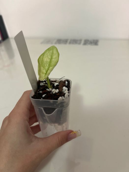 Alocasia Dragon pui