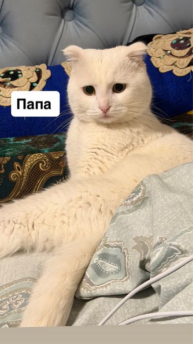 Продаются котята девочки породистые