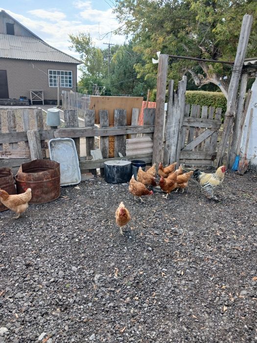 Продаю 9 куриц и 1 петуха
