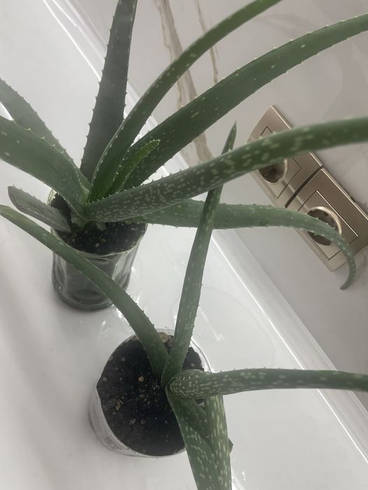 Алое Вера .алое вера лечебный