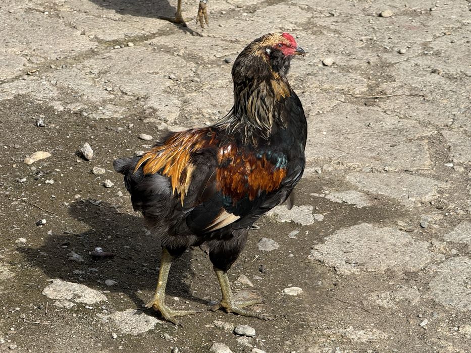 Cocosi de rasa pura