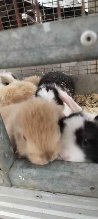 Karlik quyon sotiladi 40 kulik