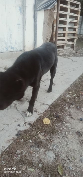 Сатылады Шымкент В Ленгра