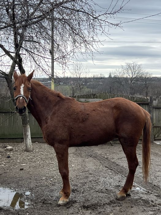 Vând iapă tânără aproximativ 8 ani, sănătoasă și cuminte!