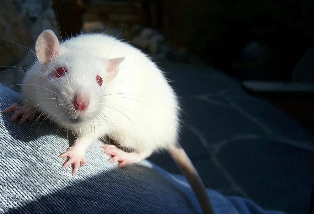 Крыс пацан на обмен