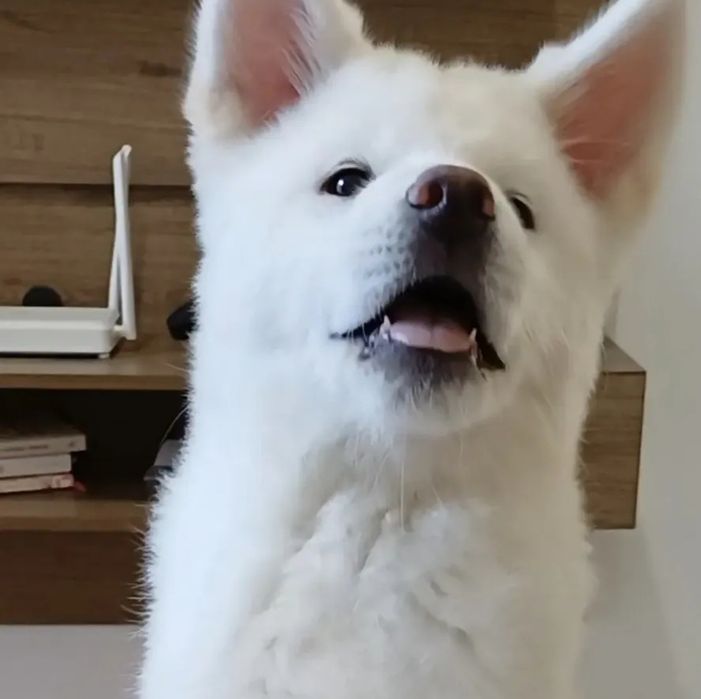 Akita japonez Inu