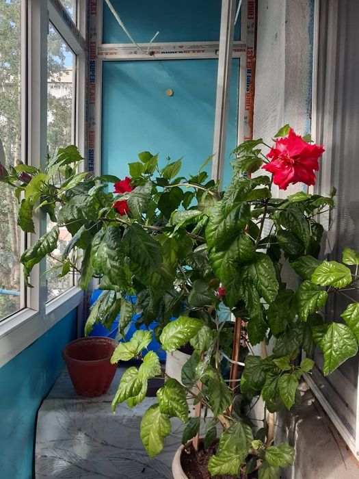 Розы комнатные, в цвету