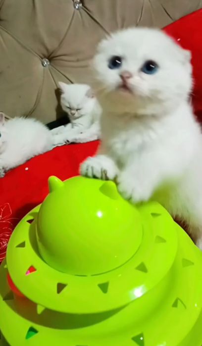 Продаётся котёнок