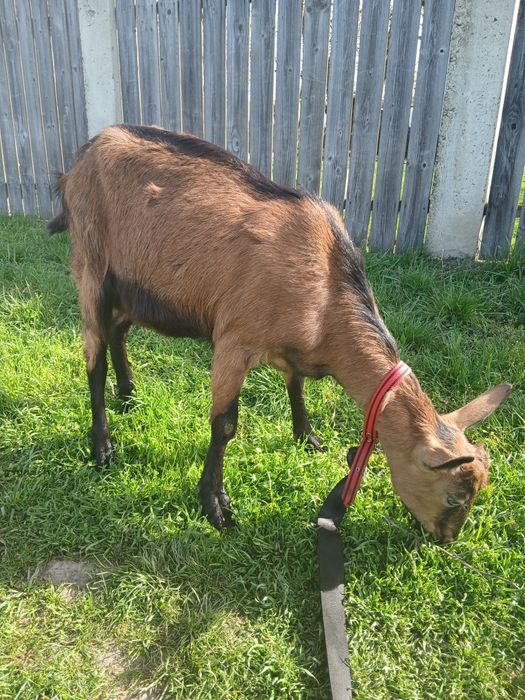 Se vinde capră cu doi pui alpin francez