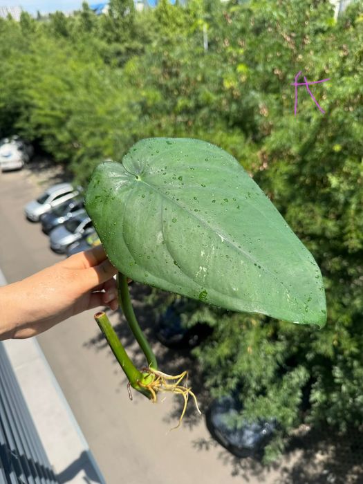 Syngonium chiapense, cuttinguri bine înrădăcinate cu alb pe tulpina
