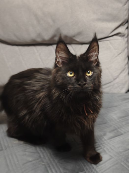 Мальчики Мейн Кунчики