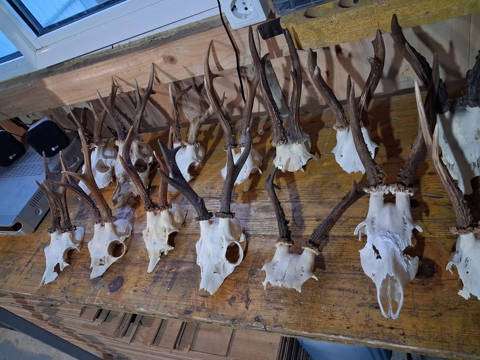 Trofee  pentru capra anul nou caprior