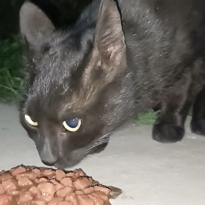 Черный бродячий кот