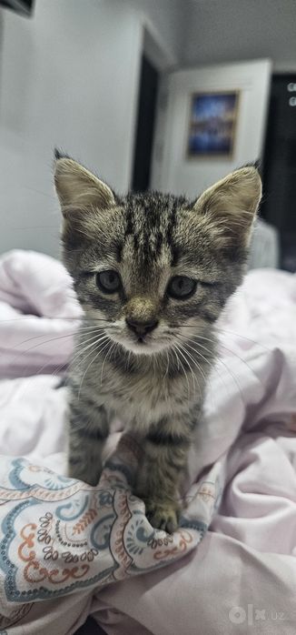 Бесплатно котёнок