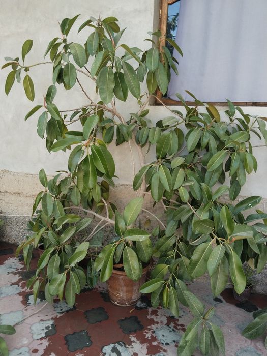 Yashil shahzoda (fiks) nomli hashamdor gul