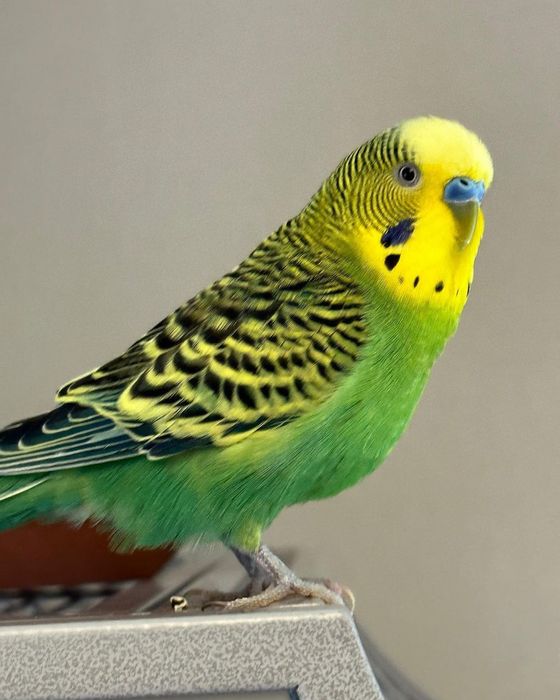 Волнистый попугай