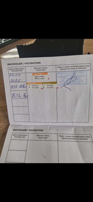 Померан мъжки на 2 месеца, с 2 ваксини и паспорт