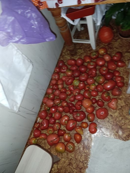 Помидоры дачные.