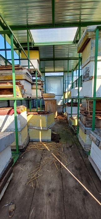 Vand pavilion apicol